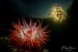 Beadlet anemone (Actinia equina) and moon jellyfish (Aure... by Filip Staes 